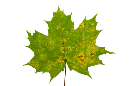 Green wedge leaf isolated on transparent background. High quality photo