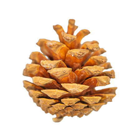 Close-up of a single brown pine cone isolated on white background. Perfect for use in seasonal,...
