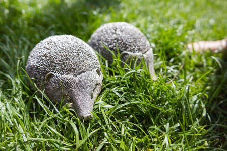 two hedgehogs explore vibrant grass together, morning investigation by curious hedgehogsの写真素材