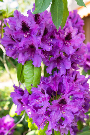 colorful flower display, detailed shot capturing dewcovered petals among rich foliage in springtimeの写真素材