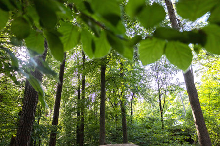 illuminated forest track winding through towering trees with vibrant undergrowth and peaceful...