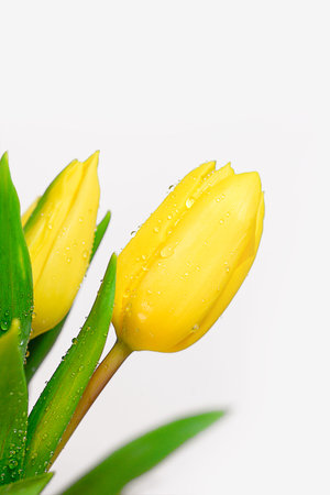 Bright Yellow Tulips isolated on white background. Cut flowers on a white background. White, yellow tulips. Spring tulips background. copy space. bannerの写真素材