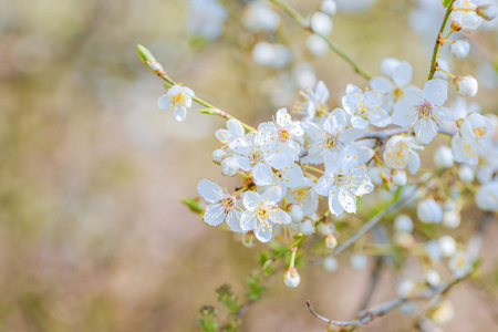 Lush White Flowers Shading Below, An Abundant Springtime Canopy Of Pale Blossoms With Ambient Warm...