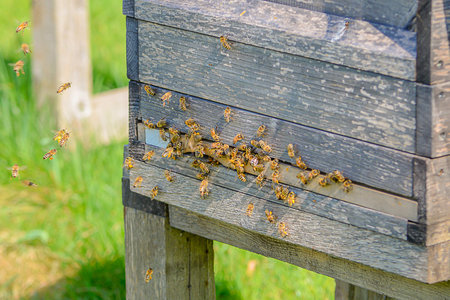 CloseUp Bees Clustering At Wooden Entrance, Tactile Detail. Tightly Framed Macro Shot Showing Bees...