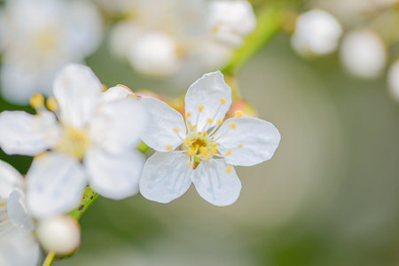 White Blossom Macro Showing Yellow Center And Fine Petal Texture Intimate Portrait Style With Soft...