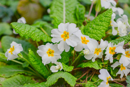 White Primrose Cluster On Mossy Floor, CloseUp With Dewy Leaves, Soft Natural Light, Spring...