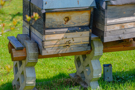 Sunlit Elevated Hives Resting On Concrete Blocks, Sturdy Support Under Weathered Wooden Boxes With...