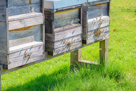 Serene Hive Base With Foraging Bees At Lower Boxes, Weathered Wood Meeting Lush Green Grass And Soft...