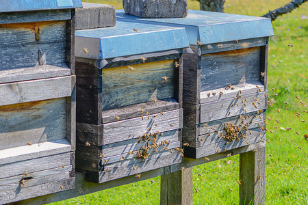 Swarm Of Bees Clustering On Hive Entrance, Dense Group Of Workers Crawling Over Weathered Wood With...
