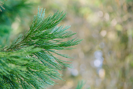 CloseUp Green Cedar Branch With Bokeh, SoftFocus Background And Morning Light Illuminating Dewy...
