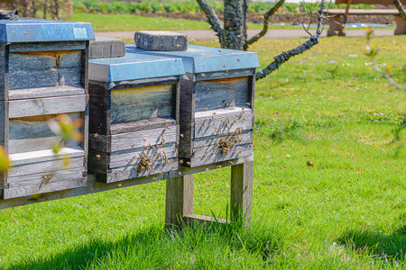 Detailed Macro Shot Of Busy Bees Collecting Nectar. Intimate View Capturing Bees In Flight And...