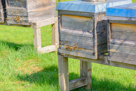 Busy Hive With Flying Bees. Vibrant Scene Of Numerous Bees Landing And Departing Hives In Bright...