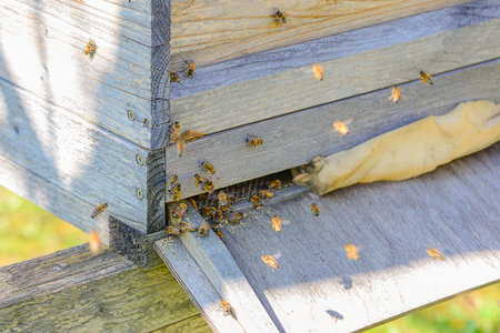 Worker Bees On Hive Entrance Gathering Pollen. Cluster Of Bees On Sunlit Wooden Hive Entrance...