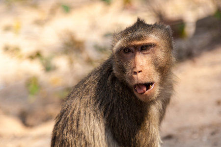 Portrait of a small brown monkey closeup. Kanchanaburi Thailand