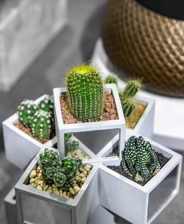 Collection of cactus and succulent plants in pot outdoor. Potted cactus house plants.の写真素材