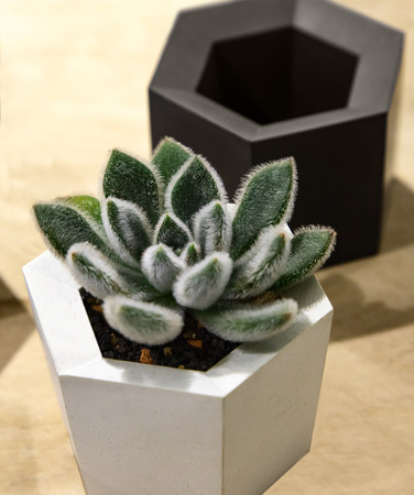 Cactus and succulent plants in pot outdoor. Potted cactus house plants.の写真素材