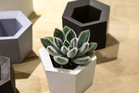 Cactus and succulent plants in pot outdoor. Potted cactus house plants.の写真素材
