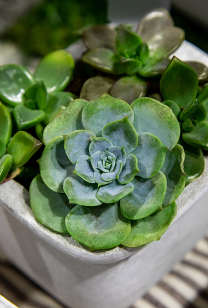Collection of cactus and succulent plants in pot outdoor. Potted cactus house plants.の写真素材