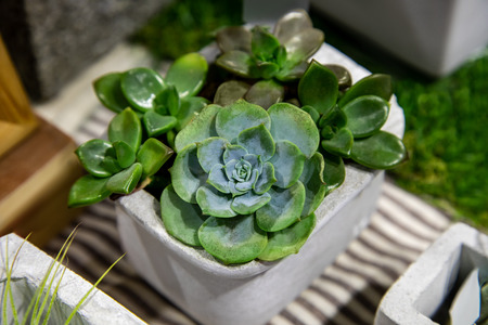 Collection of cactus and succulent plants in pot outdoor. Potted cactus house plants.の写真素材