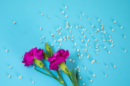 White little flowers and fuchsia flowers on blue background.の写真素材