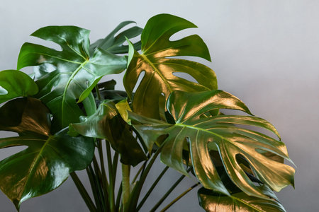 Monstera plant leafs on the grey background in interior.