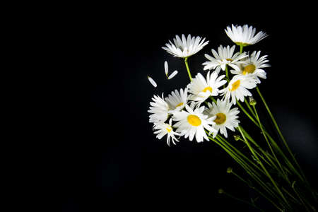 flowers on black backgroungの写真素材