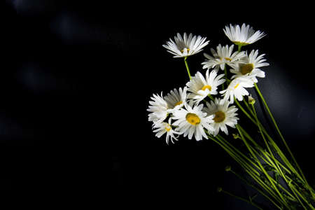 Colorful flowers on wooden backgroung - colorful peoniesの写真素材