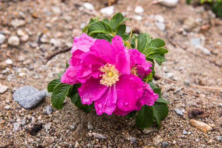 dog rose flowerの写真素材