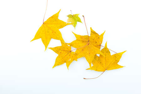 autumn fallen color leavesの写真素材