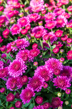 Magenta chrysanthemum