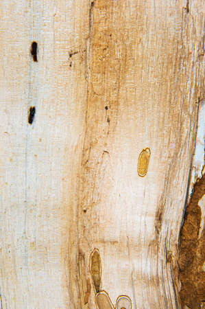 old mouldering oak wood textureの写真素材