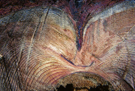 Larch tree textureの写真素材