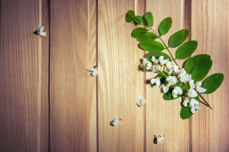 White flowers - locust tree flowers on ash backgroundの写真素材
