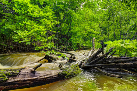 Dirty Wild Forest creek running after the rain - cold water