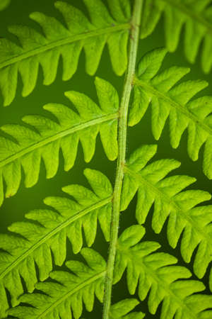 Fern leaf in the forest - green nature background - close-upの写真素材