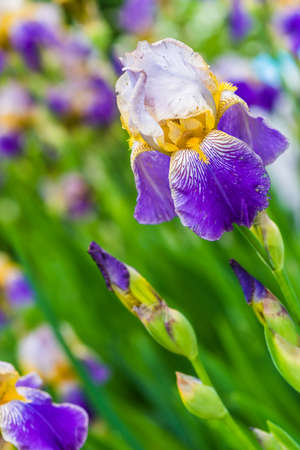 purple iris flower on green background macroの写真素材