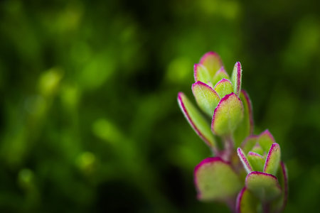 Macro photo of the coastal plant - pacific ocean