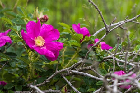 Wild Dog Rose blossoms Rosa canina on the coastの写真素材