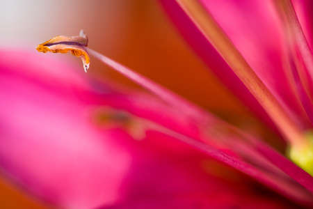 Close up of pink lily. Selective focus - macroの写真素材