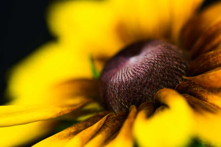 cone flower on the black background - macroの写真素材