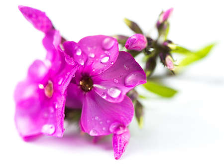 Phlox paniculata Garden phlox isolated on white background - macroの写真素材
