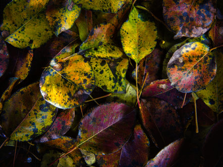Pear tree autumn leaves - colorful natural background