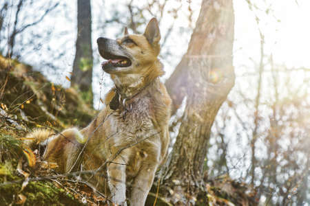 A happy laika dog is hunting on walk in the woods - wild forestの写真素材