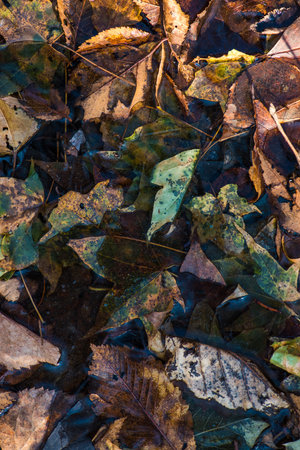 frozen autumn leaves in water - natural background