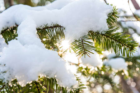 Christmas background with natural frost - fur tree in snowの写真素材