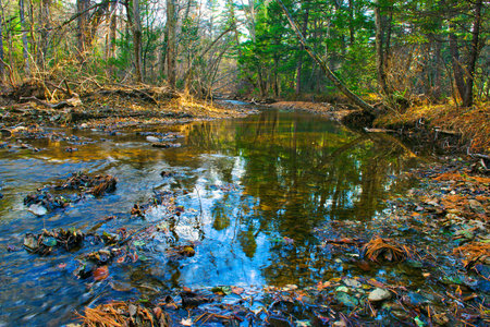 Creek in The Forest - wild nature - autumn in taiga