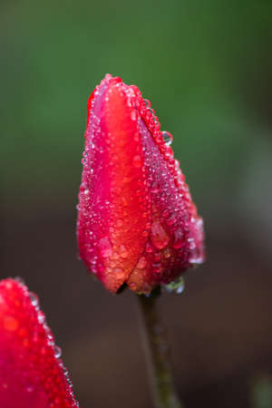 A pink tulips flowers with water drops on the edgeの写真素材
