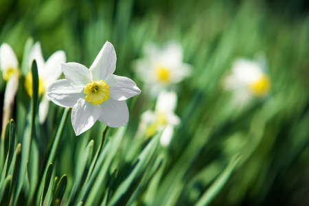 Narcissus flower. Narcissus daffodil flowers and leaves background.の写真素材