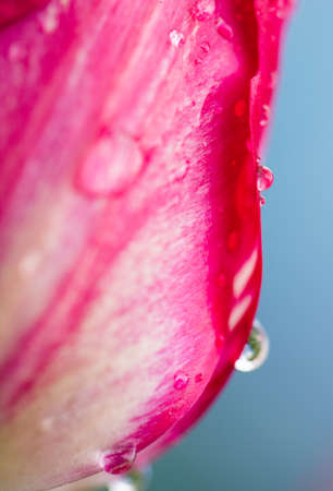 Water drop on pink tulipsの写真素材