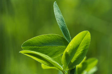 close up of a real green clover leavesの写真素材